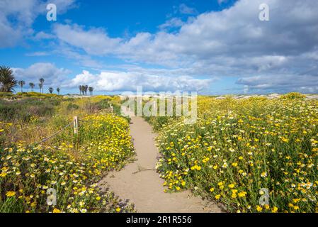 Wildblumen wachsen am Dog Beach in der Ocean Beach Gemeinde von San Diego, Kalifornien. Stockfoto