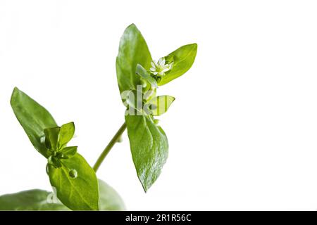 Foto der medienpflanze stellaria, gebräuchlicher Name Chickweed, isoliert auf weißem Hintergrund Stockfoto