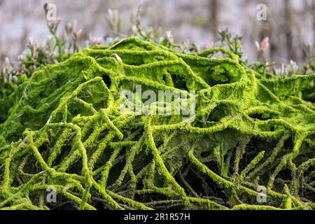 Twisted Strands of Green Seaaled, RSPB Nature Reserve Pagham Harbour, Sussex, Vereinigtes Königreich Stockfoto