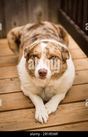 Red Merle Border Collie Stockfoto