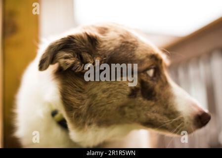 Red Merle Border Collie Stockfoto