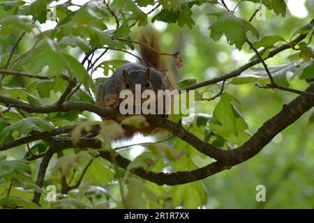 Ein roter (oder östlicher) Fuchs, Ischiurus niger, sitzt auf einem Zweig einer Eiche und beobachtet vorsichtig den Fotografen. Stockfoto