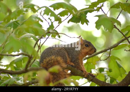 Ein roter (oder östlicher) Fuchs, Ischiurus niger, sitzt auf einem Zweig einer Eiche und beobachtet vorsichtig den Fotografen. Stockfoto