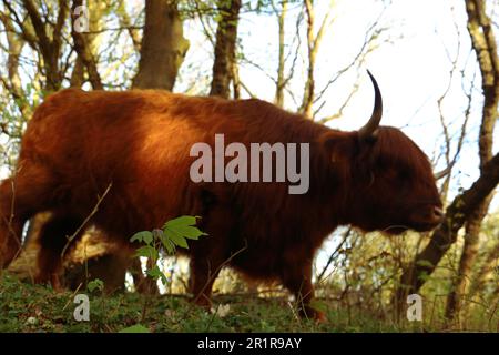 Highland-Rinder im Wald Stockfoto