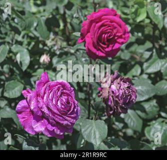 Richtig hübsche lila Rosen im Busch im gemütlichen Garten Stockfoto