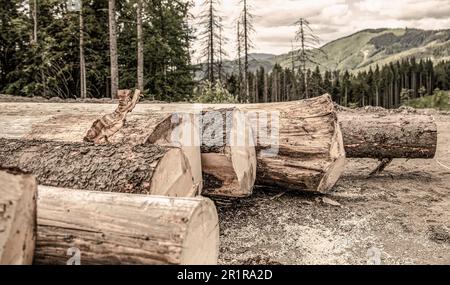 Entwaldung, Waldzerstörung. Holzernte. Holzeinschlag. Holzstapel, die Holzholzindustrie. Bäume Fällen Stockfoto