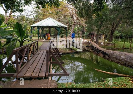 Pamplemousses Botanischer Garten. Sir Seewoosagur Ramgoolam Botanical Garden, Insel Mauritius. Stockfoto