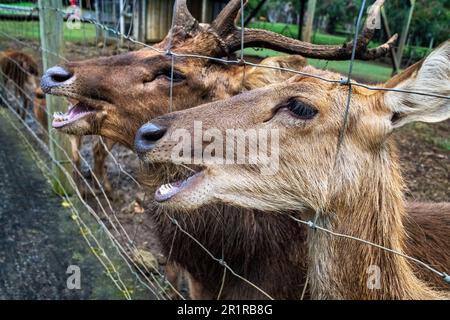Hirsche im Botanischen Garten von Pamplemousses. Sir Seewoosagur Ramgoolam Botanical Garden, Insel Mauritius. Stockfoto