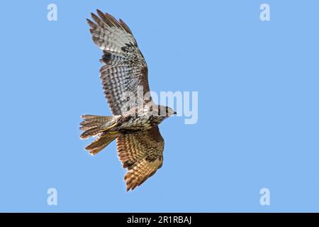 Bussard (Buteo buteo) im Flug mit fehlenden und verschlissenen Schwanzfedern und neuen Flügelfedern während des Frühlingsmoults/Fels Formen/Formen Stockfoto