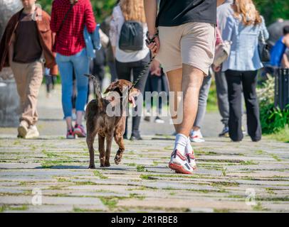 Unbekannter Mann, der seinen Hund auf der kopfsteingepflasterten Gasse im King Mihai I (Herestrau) Park in Bukarest spaziert. Rumänien Stockfoto