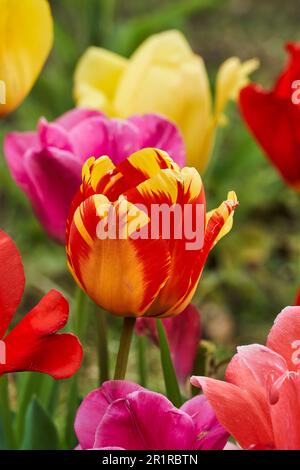 Blühende frische Tulpen auf einem Selbstbedienungsfeld auf einem Hof in der Schweiz Stockfoto