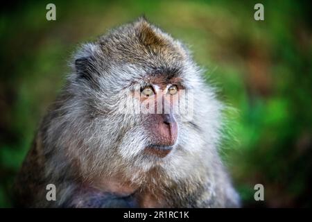 Black River Gorges Nationalpark. Langschwanzmakaken (Macaca fascicularis) von Mauritius-Weibchen auf einem Baumzweig in einem for Stockfoto