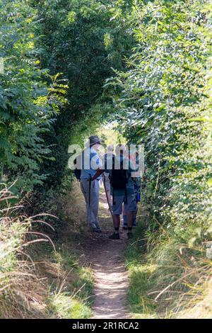 Cotswolds Way, UK-August 2022; Vertikale Aussicht über einen Tunnel aus grünen Bäumen, Büschen und Gräsern auf dem öffentlichen Fußweg Cotswold Way in den Cotswolds Stockfoto