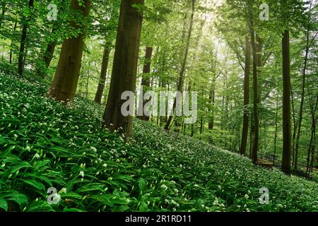 Blühender wilder Knoblauch im Wald bei Rütihard in Mutten BL, Schweiz Stockfoto