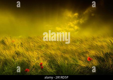 Wilder Mohn, der in einem Weizenfeld unter einem dramatischen Himmel wächst, San Giuliano Nuovo, Alessandria, Piemont, Italien Stockfoto