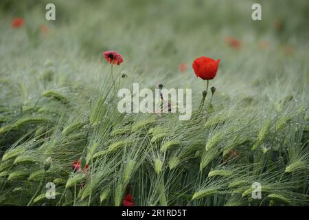 Nahaufnahme von wildem Mohn, der in einem Weizenfeld bei Regen in Alessandria, Piemont, Italien wächst Stockfoto