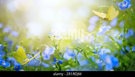 Abstrakter Frühlings- oder Sommerblütenhintergrund mit frischen blauen Blumen und fliegenden Schmetterlingen
