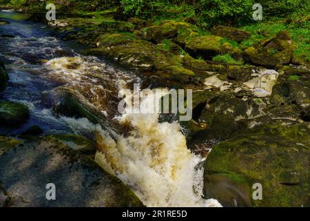 Die engen, schnell fließenden Stromschnellen der Strid, umgeben von großen mossigen Felsen, liegt an einem Rundweg von Bolton Abbey, Yorkshire. Stockfoto