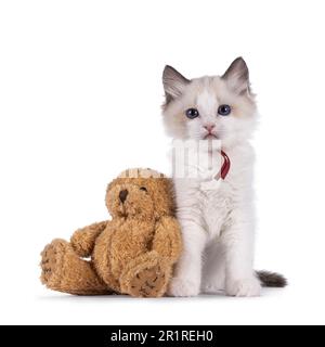 Süßes, zweifarbiges Ragdoll-Kätzchen, das neben dem braunen Teddybär sitzt. Mit blauen Augen in die Kamera. Isoliert auf weißem Hintergrund. Stockfoto