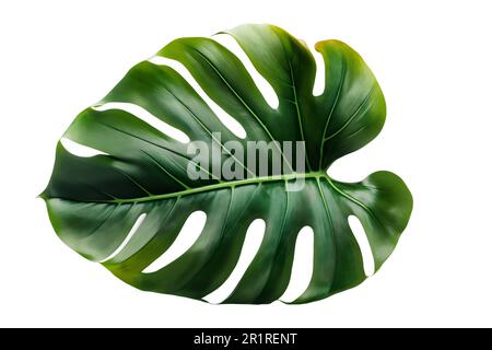 Tropisches Naturblatt Monstera auf isoliertem Hintergrund. Sommer, flach gelegen, Draufsicht Stockfoto