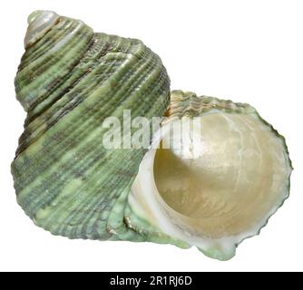 Turban/Turbo Shell (Turbo Argyrostomus) c4cm Stockfoto