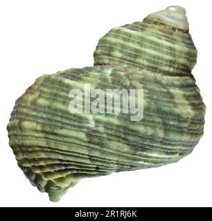 Turban/Turbo Shell (Turbo Argyrostomus) c4cm Stockfoto