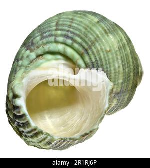 Turban/Turbo Shell (Turbo Argyrostomus) c4cm Stockfoto