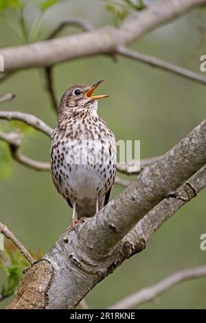 Song Thrush singt bei Nags Head RSPB Reserve Gloucestershire UK Stockfoto