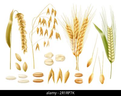 Realistische Weizenohren. 3D Getreidekulturen, Hafer, Roggen, Reis und Weizen, isolierte landwirtschaftliche Pflanzen, Rohe Körner, Samen und Flocken, Backwaren und Bier Stock Vektor