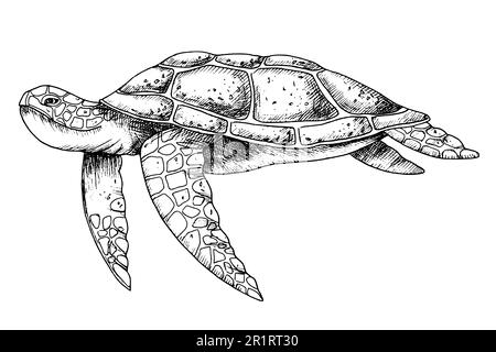 Meeresschildkröte. Handgezeichnete Vektordarstellung einer Unterwasserschildkröte auf isoliertem Hintergrund im Umrissstil. Nautische Zeichnung eines Unterwassertieres mit schwarzer Tinte für Symbol oder Logo. Skizze des Reptils Stock Vektor
