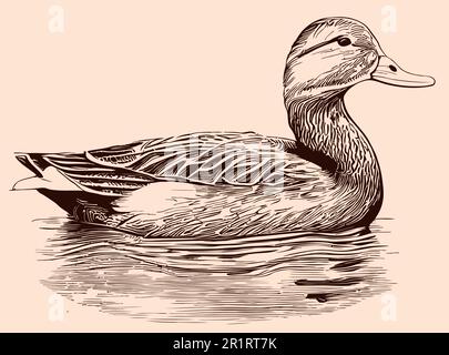 Wilde Ente, die sich im Wasser bewegt, von Hand gemalt in Doodle-Stil Stock Vektor