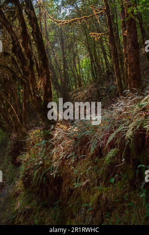 Farnblätter auf der Wanderroute durch dichten Wald in Richtung Varsey Rhododendron Sanctuary oder Barsey Rhododendron Sanctuary. Beliebter Touristenort. Stockfoto