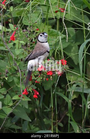 Doppelbarred Finch (Taeniopygia bichenovii bichenovii), Erwachsenenfütterung von Samen im Südosten von Queensland, Australien. März Stockfoto