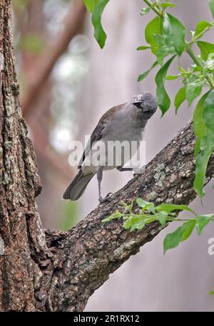 Graue Rike-Soor (Colluricincluded harmonica harmonica), Erwachsener auf dem Zweig Südost-Queensland, Australien. März Stockfoto