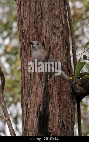 Graue Rike-Soor (Colluricincluded harmonica harmonica), Erwachsener auf dem Zweig Südost-Queensland, Australien. März Stockfoto