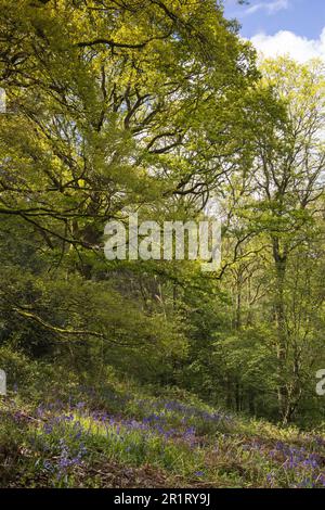 Auf dem Waldboden wuchsen Blauglocken, während das Sonnenlicht durch die Bäume auf die Blumen im alten Waldland Nr. Cheltenham UK scheint Stockfoto