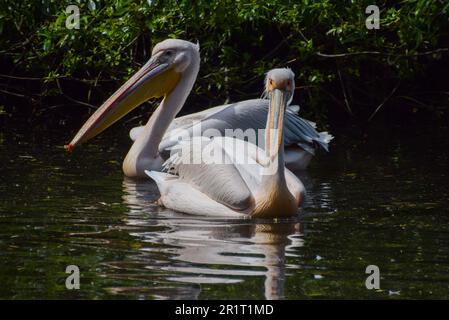 London, England, Großbritannien. 15. Mai 2023. Die einheimischen Pelikane im St. James's Park warten auf ihr Mittagessen. Sechs große weiße Pelikane, auch bekannt als östliche weiße Pelikane, leben frei im Park und werden täglich vom Parkpersonal mit Fisch gefüttert. (Kreditbild: © Vuk Valcic/ZUMA Press Wire) NUR REDAKTIONELLE VERWENDUNG! Nicht für den kommerziellen GEBRAUCH! Kredit: ZUMA Press, Inc./Alamy Live News Stockfoto