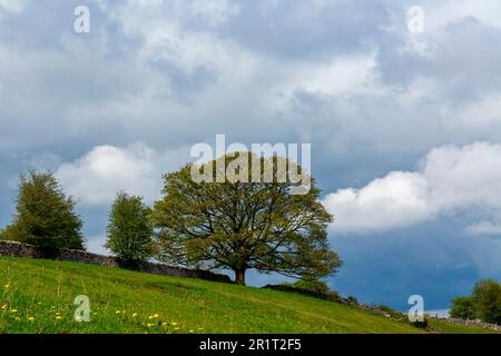 Bäume vor stürmischem Himmel in der Nähe von Sheldon im Peak District National Park Derbyshire Dales England UK Stockfoto