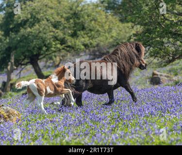 mare und Fohlen galoppieren auf Dartmoor Stockfoto