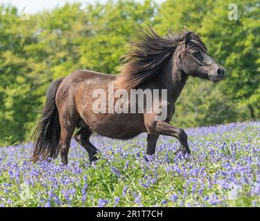 Wildes Pony auf Dartmoor-Galoping Stockfoto