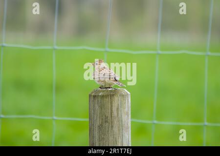 Skylark Alauda arvensis auf einem Zaunpfahl Stockfoto