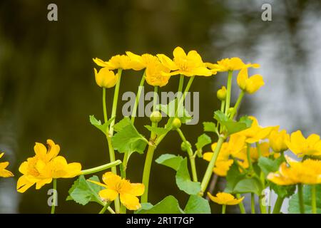 Große goldene Blüten von Marshmarsholz, auch bekannt als Königsbecher, mit Wasser verschwommen im Hintergrund Stockfoto