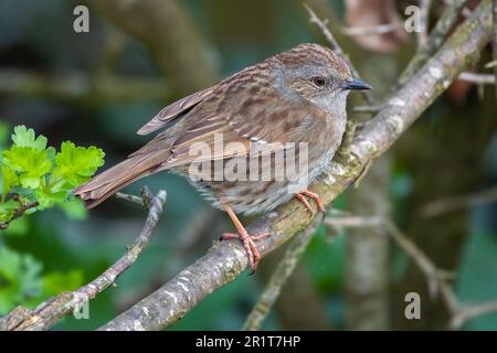 Nahaufnahme einer Dunnock prunella modularis, hoch oben auf einem Ast mit verschwommenem Hintergrund Stockfoto