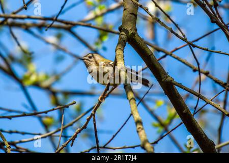 Der gewöhnliche Chiffchaff phylloscopus collybita, hoch oben in einem Baum mit blauem Himmel im Hintergrund Stockfoto