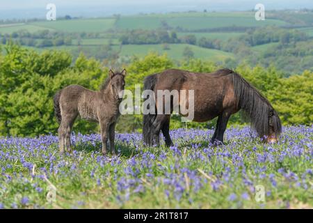 mare und Fohlen grasen auf Dartmoor in Bluebells Stockfoto