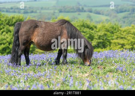 Pony grast in Blumen Stockfoto