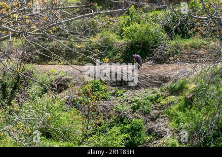 Die alte Frau, die ihren Garten im Dorf Simav Akdere hackt Stockfoto