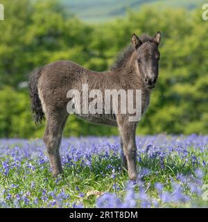 Süßes Fohlen in Bluebells Stockfoto
