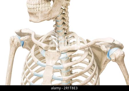 Schlüsselbein oder Schlüsselbein Superior oder Draufsicht 3D-Darstellung isoliert auf Weiß mit Kopierbereich. Menschliches Skelett und Schulteranatomie, medizinisch Stockfoto