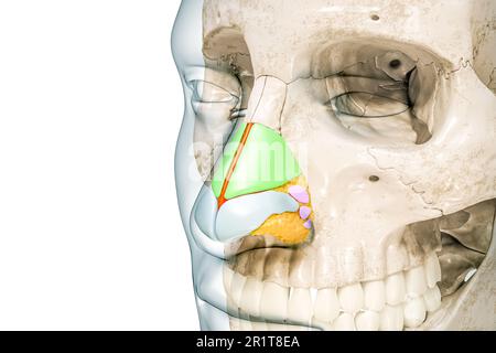 Nasenknorpel, gekennzeichnet mit Farben und Körperkonturen 3D-Darstellung isoliert auf Weiß mit Kopierbereich. Menschliches Skelett und Nasenanatomie, m Stockfoto